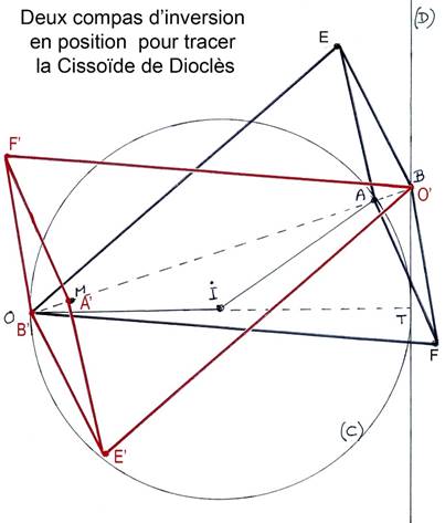 Cissodales005